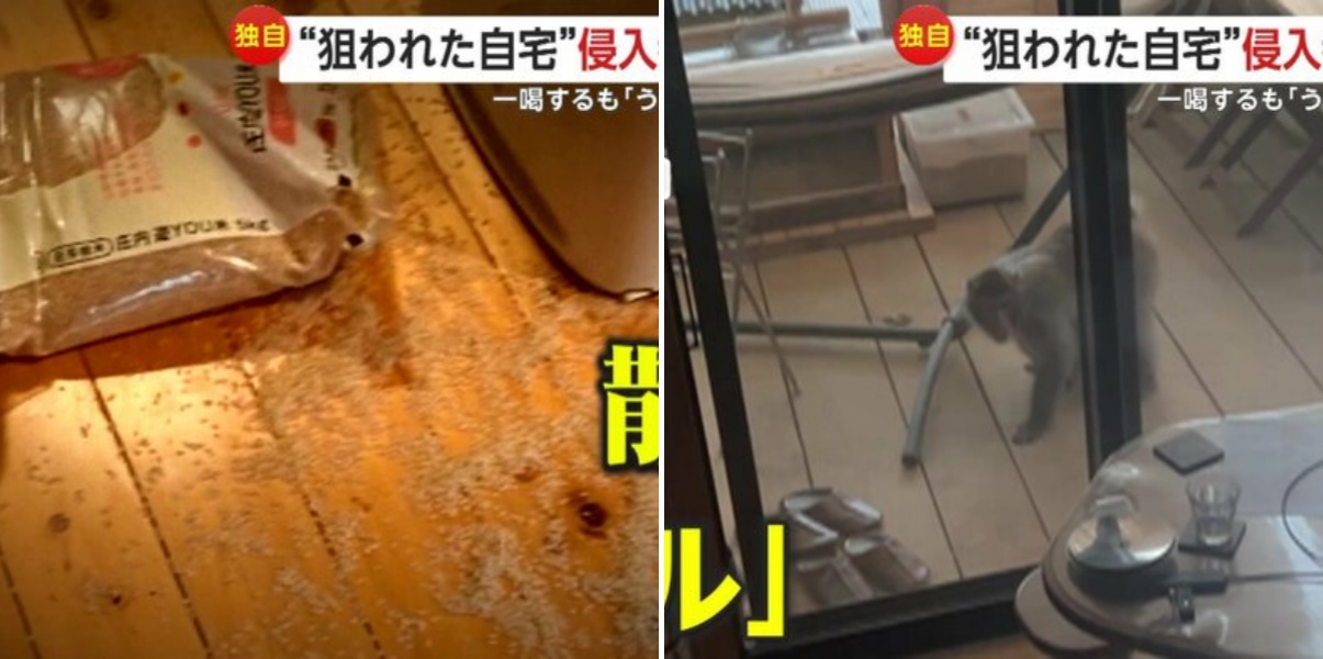 【独自】自宅に“サル”侵入で”やりたい放題” 米袋を破り食べ物探し…「うまく共存したい」が飛び跳ねて大暴れも 山梨・北杜市