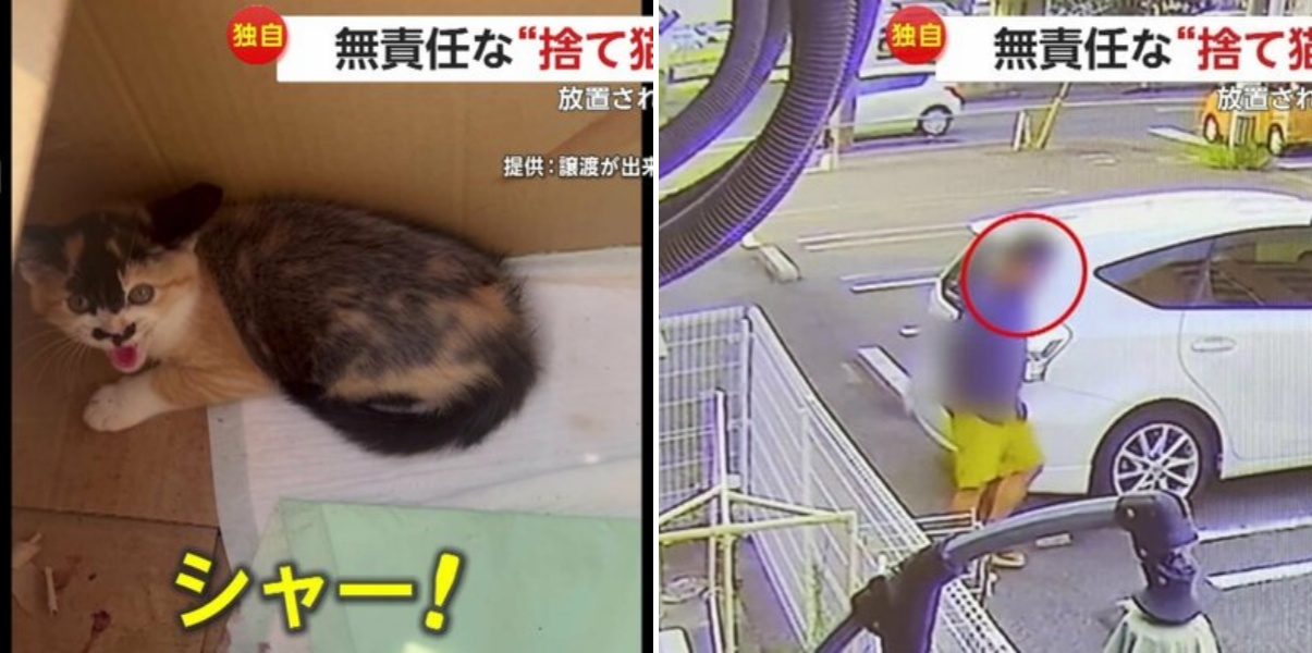【独自】“子ネコを食べる”カラスにも襲われ…保護猫カフェへ無責任な“捨て猫” 駐車場に15時間放置 佐賀市