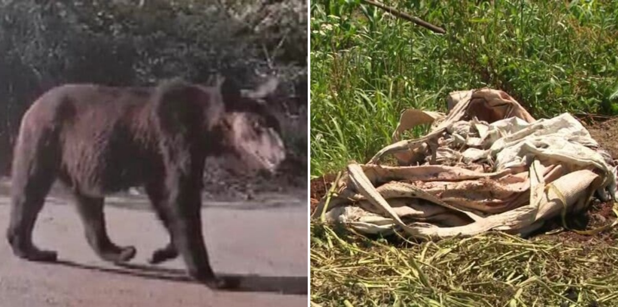 【市街地でもヒグマ目撃】ヒグマ注意報も発令―トウモロコシ30本・肥料約50キロなど食い荒らされる被害も―自治体の判断で可能となる市街地猟銃発砲についてハンターの意見は？〈北海道砂川市〉