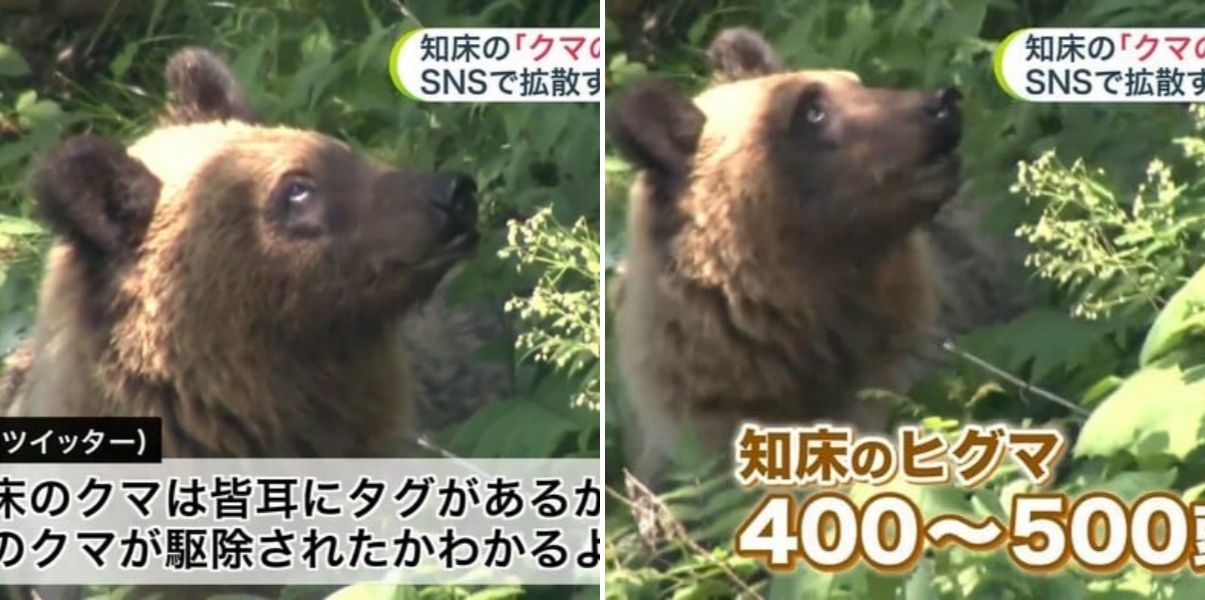 【ヒグマ駆除巡りSNSでデマ】『知床のクマはみな耳にタグがあるから、どのクマが駆除されたかわかるよな』北海道羅臼岳の親子グマ駆除後に“インチキ投稿”拡散―知床財団が否定「物理的に不可能でデマ」